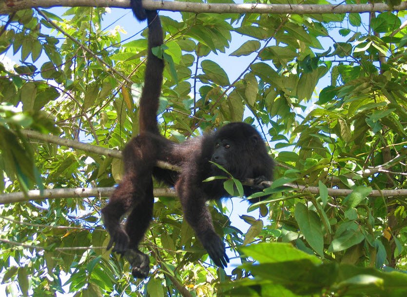 Community Baboon Sanctuary, Belize